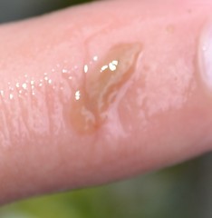 Leptoplana tremellaris