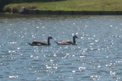 Branta canadensis maxima