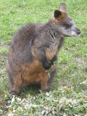 Wallabia bicolor