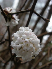 Magnoliopsida