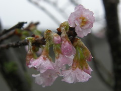 Magnoliopsida