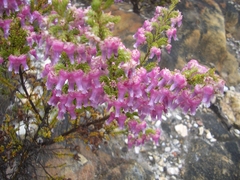 Erica glomiflora glomiflora