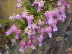 Erica glomiflora glomiflora