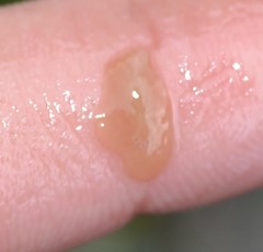 Leptoplana tremellaris