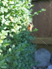 Araneus diadematus