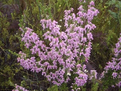 Erica glomiflora glomiflora