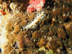 Maritigrella fuscopunctata