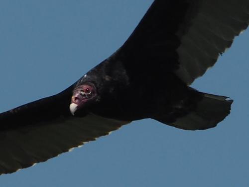 Turkey Vulture photographed in Texas