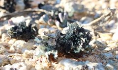 Xanthoparmelia hottentotta