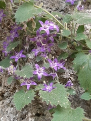 Campanula elatines
