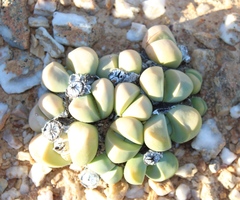 Argyroderma framesii