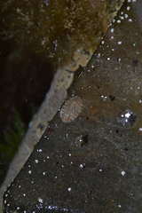 Lepidochitona cinerea