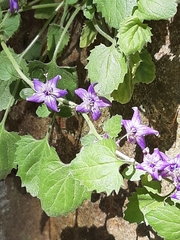 Campanula elatines