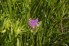Cyanotis speciosa