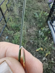 Phleum pratense nodosum