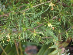 Cliffortia paucistaminea australis