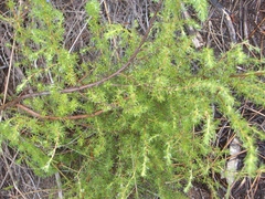 Cliffortia paucistaminea australis