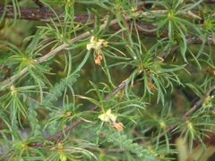 Cliffortia paucistaminea australis