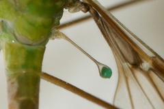 Leptotarsus albistigma