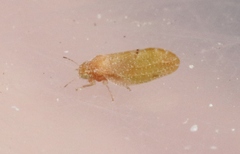 Aphalaroida pithecolobia