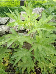 Roldana heracleifolia