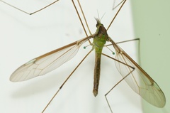 Leptotarsus albistigma