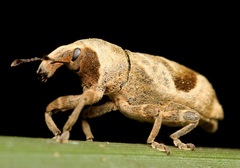 Lixinae