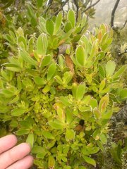 Leucadendron strobilinum