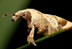 Lixinae