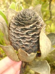 Leucadendron strobilinum