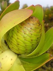 Leucadendron strobilinum