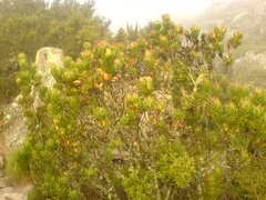 Leucadendron strobilinum