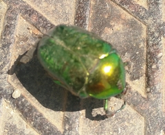 Protaetia speciosissima