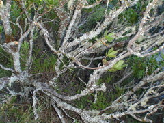 Leucadendron strobilinum