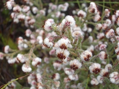 Erica lanata