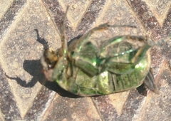 Protaetia speciosissima