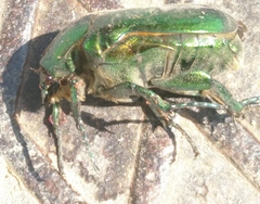 Protaetia speciosissima