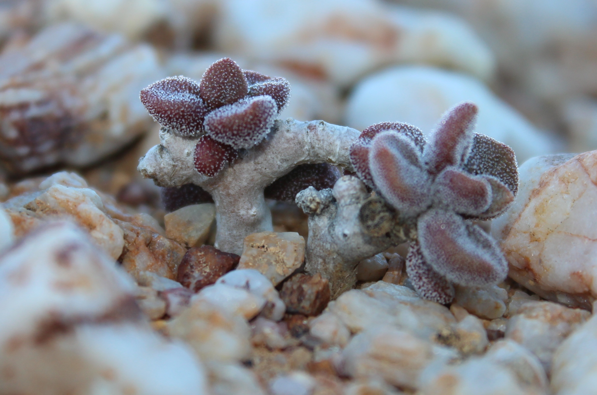 Tylecodon pygmaeus 3
