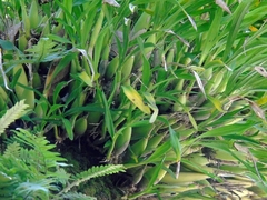 Prosthechea squalida