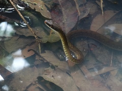 Dendrophidion percarinatum