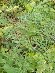 Prionosciadium diversifolium