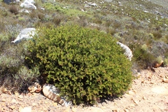 Protea witzenbergiana