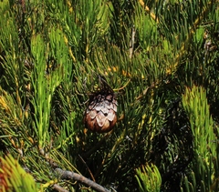 Protea witzenbergiana