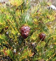 Protea witzenbergiana