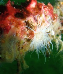 Sagartiogeton undatus
