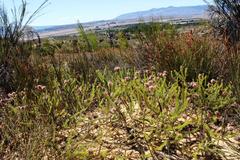 Sorocephalus lanatus