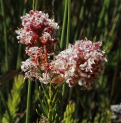 Sorocephalus lanatus