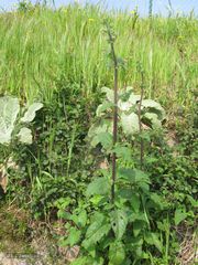 Scrophularia scorodonia