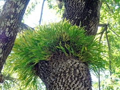 Prosthechea squalida