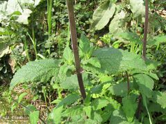 Scrophularia scorodonia